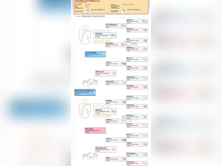 PRE Mix Gelding 4 years 16,1 hh Grey in Huevar De Aljarafe