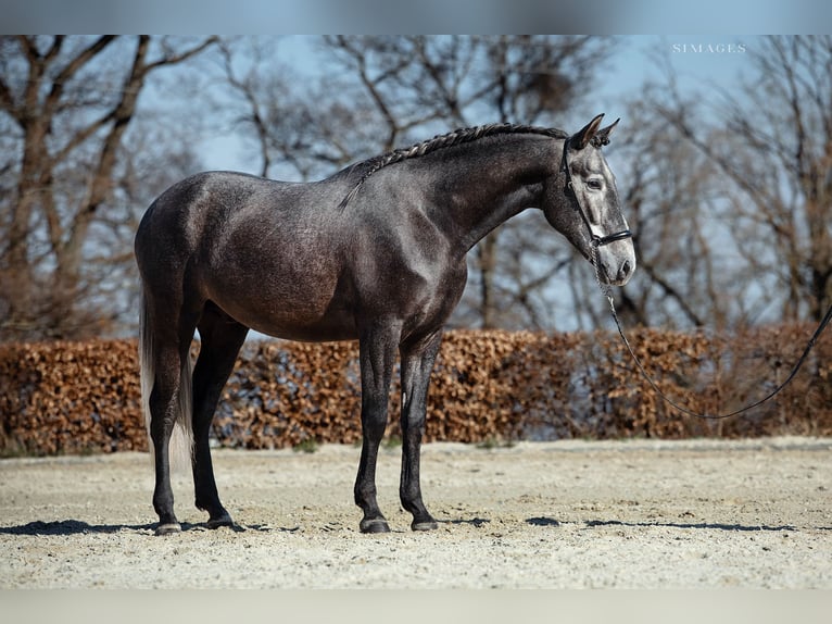 PRE Gelding 4 years 16,1 hh Grey-Dapple in Gumpoldskirchen