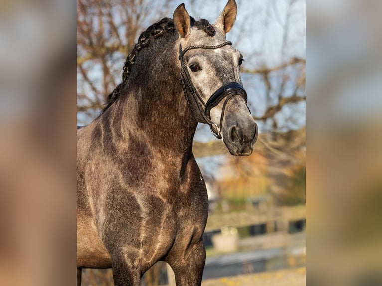 PRE Gelding 4 years 16,1 hh Grey in Poeldijk