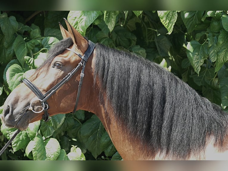 PRE Gelding 4 years 16,2 hh Bay in Barcelona