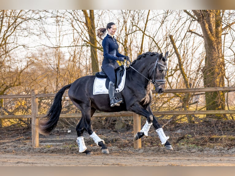 PRE Gelding 4 years 16,2 hh Black in Hoogeloon