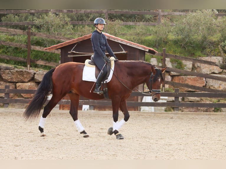 PRE Gelding 4 years 16,2 hh in Santa Perpetua de Mogoda