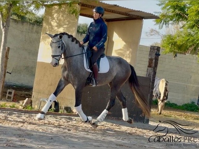 PRE Gelding 4 years 16,2 hh Grey in Barcelona