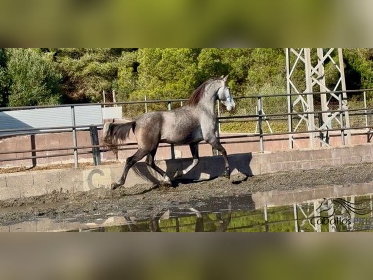 PRE Gelding 4 years 16,2 hh Grey in Barcelona