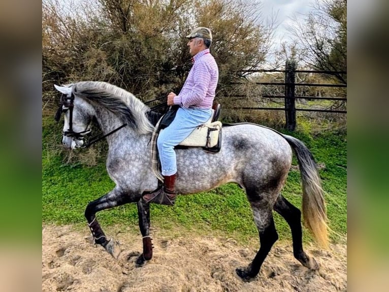 PRE Mix Gelding 4 years 16,2 hh Grey-Dapple in Sevilla