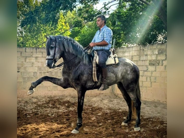 PRE Mix Gelding 4 years 16,2 hh Grey-Dapple in Sevilla
