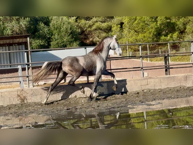 PRE Mix Gelding 4 years 16,2 hh Grey in Santa Perpetua de Mogoda