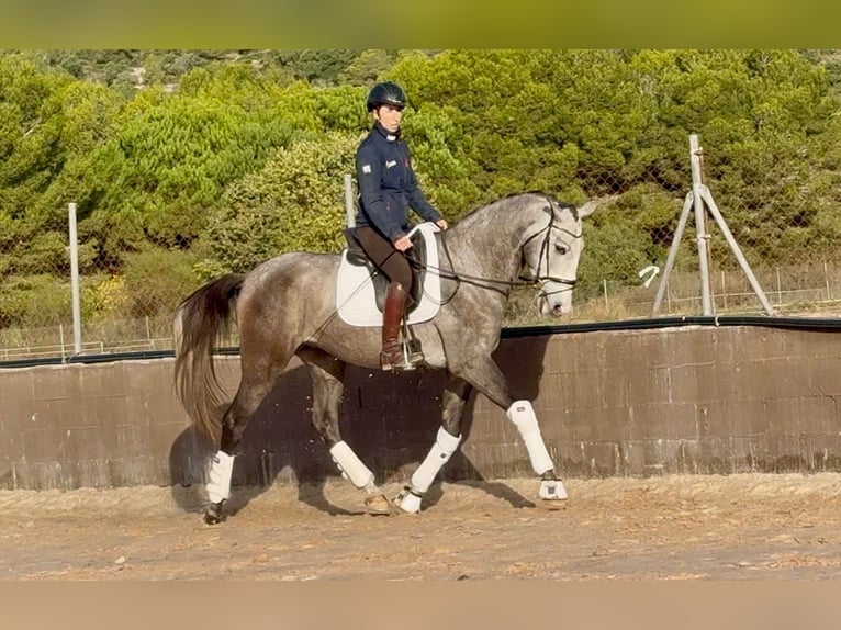 PRE Mix Gelding 4 years 16,2 hh Grey in Santa Perpetua de Mogoda