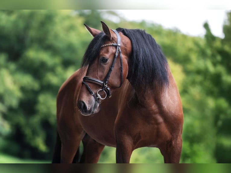PRE Mix Gelding 4 years 16,3 hh Brown in Windhagen