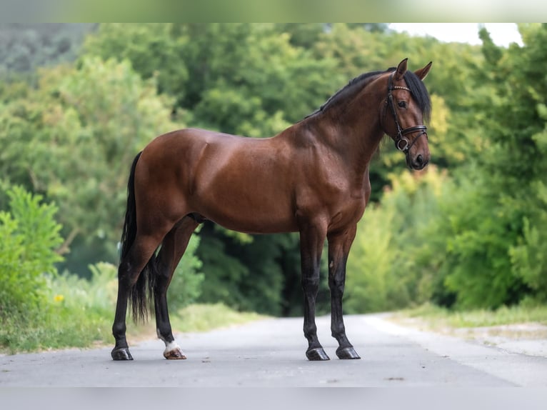 PRE Mix Gelding 4 years 16,3 hh Brown in Windhagen