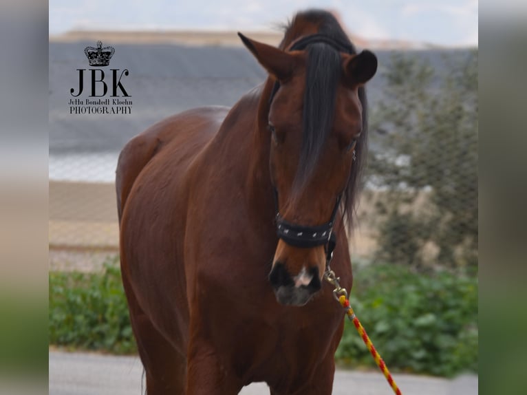 PRE Gelding 4 years 17.2 hh Brown in Tabernas Almeria