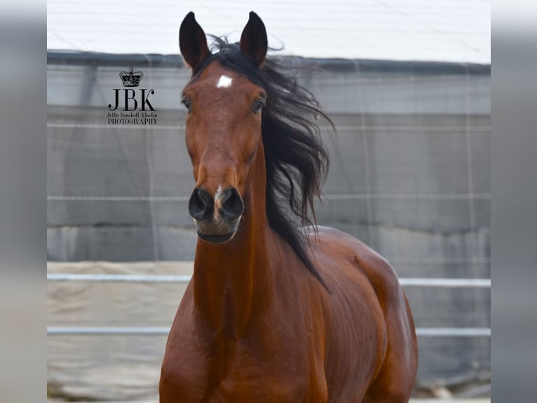 PRE Gelding 4 years 17.2 hh Brown in Tabernas Almeria