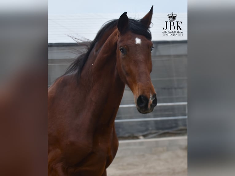 PRE Gelding 4 years 17.2 hh Brown in Tabernas Almeria