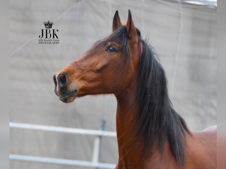 PRE Gelding 4 years 17.2 hh Brown in Tabernas Almeria