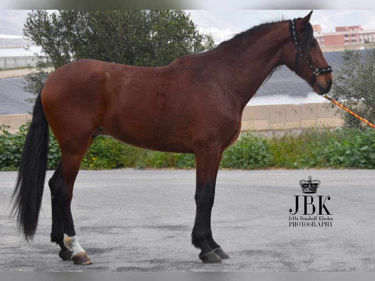 PRE Gelding 4 years 17.2 hh Brown in Tabernas Almeria