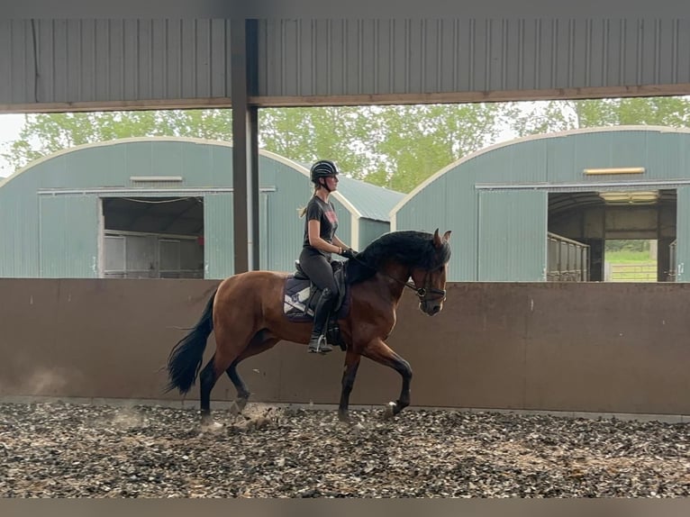 PRE Gelding 4 years 17 hh Brown in &#39;s-Gravenhage