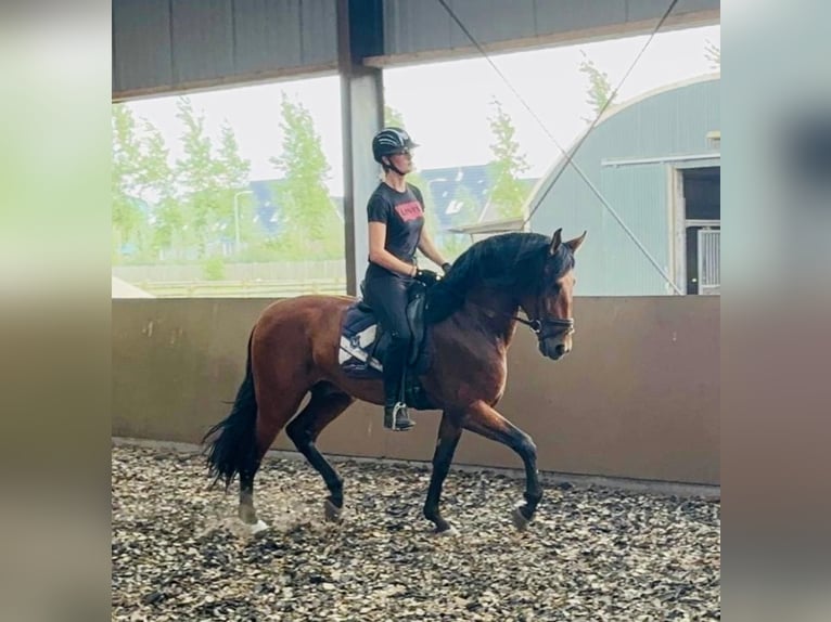 PRE Gelding 4 years 17 hh Brown in &#39;s-Gravenhage