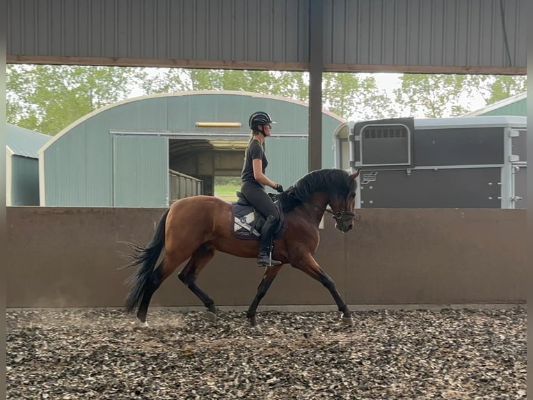 PRE Gelding 4 years 17 hh Brown in &#39;s-Gravenhage