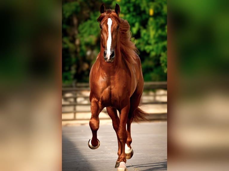 PRE Gelding 4 years 17 hh Chestnut-Red in Sant Miquel D'Olerdola (Olerdola)