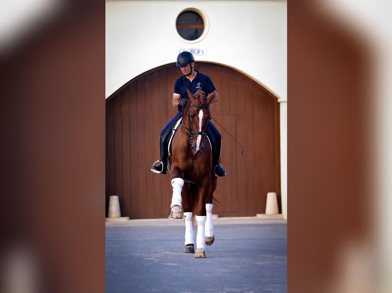 PRE Gelding 4 years 17 hh Chestnut-Red in Sant Miquel D'Olerdola (Olerdola)