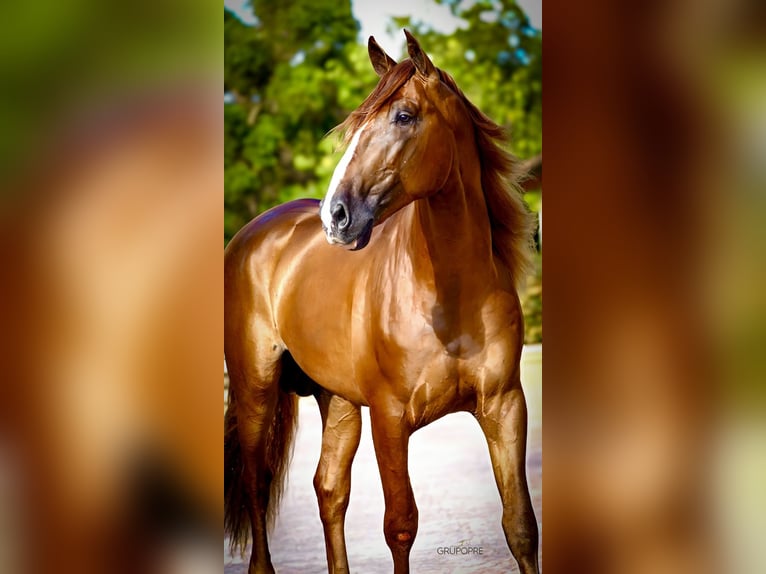 PRE Gelding 4 years 17 hh Chestnut-Red in Sant Miquel D'Olerdola (Olerdola)