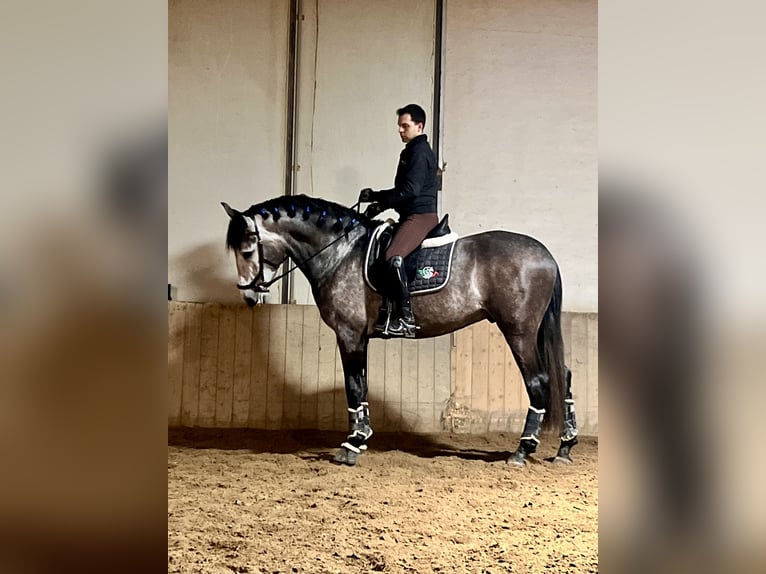 PRE Gelding 4 years 17 hh Grey in Como