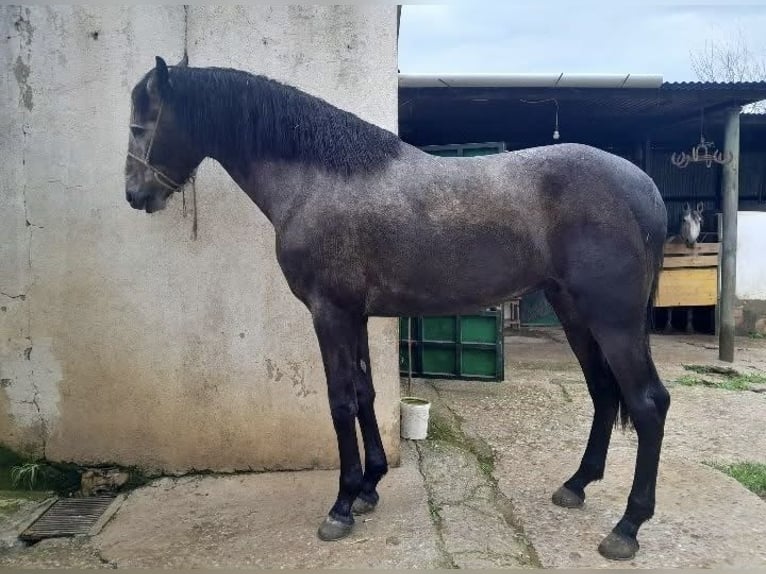 PRE Gelding 4 years 17 hh Grey in Como