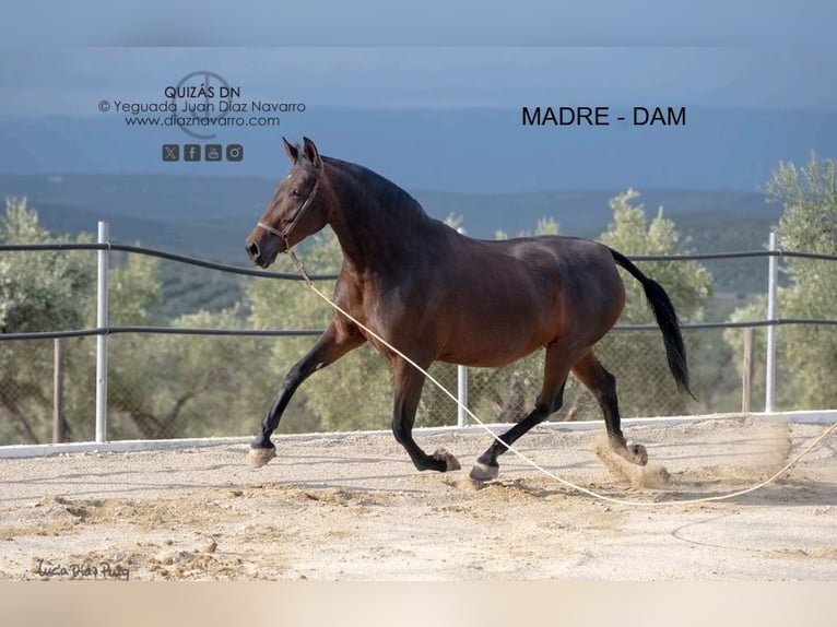 PRE Gelding 4 years 17,2 hh Brown in Arjona