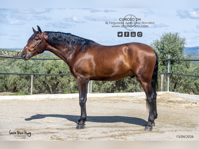 PRE Gelding 4 years 17,2 hh Brown in Arjona