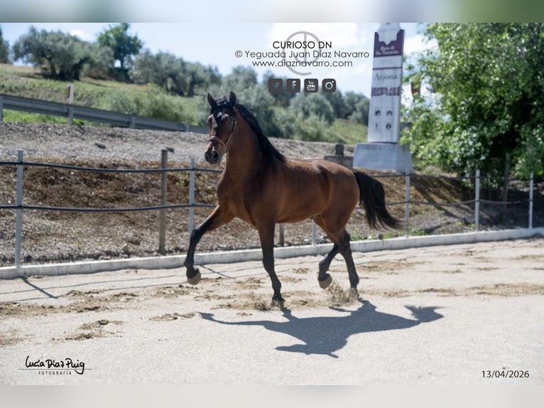 PRE Gelding 4 years 17,2 hh Brown in Arjona
