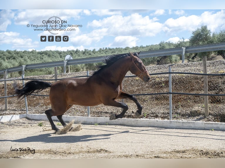 PRE Gelding 4 years 17,2 hh Brown in Arjona