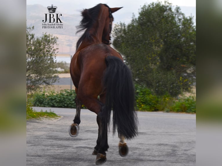 PRE Mix Gelding 4 years 17,2 hh Brown in Tabernas Almeria