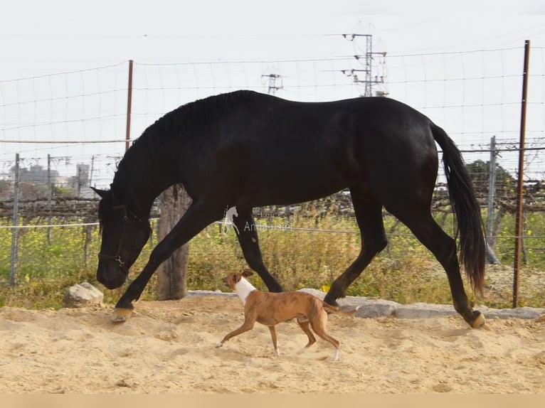 PRE Gelding 4 years Black in Provinz Cordoba
