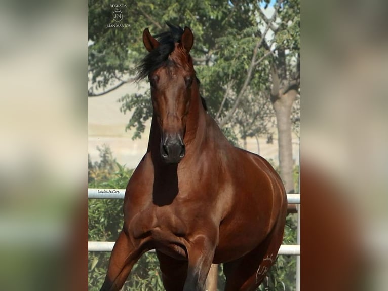 PRE Mix Gelding 4 years Brown in Las Norias de Daza