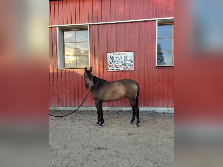 PRE Mix Gelding 4 years Buckskin in Eging am See