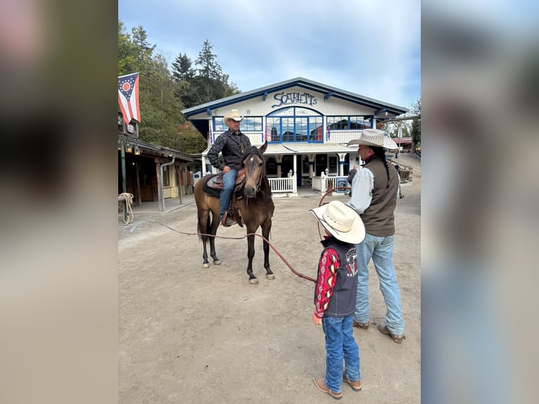 PRE Mix Gelding 4 years Buckskin in Eging am See