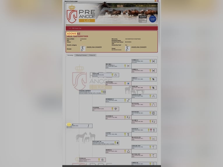 PRE Mix Gelding 4 years Buckskin in Eging am See