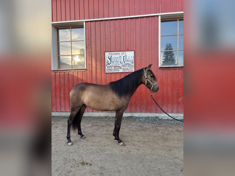 PRE Mix Gelding 4 years Buckskin in Eging am See