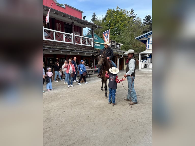 PRE Mix Gelding 4 years Buckskin in Eging am See