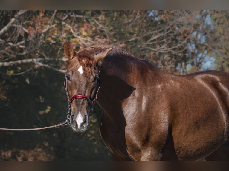 PRE Mix Gelding 4 years Chestnut-Red in Betchat