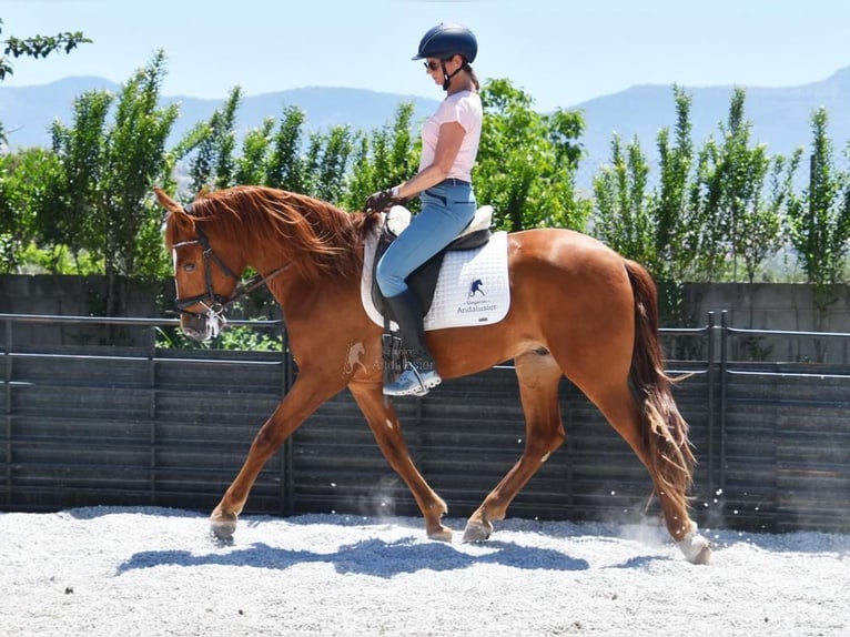 PRE Mix Gelding 4 years Chestnut-Red in Userin