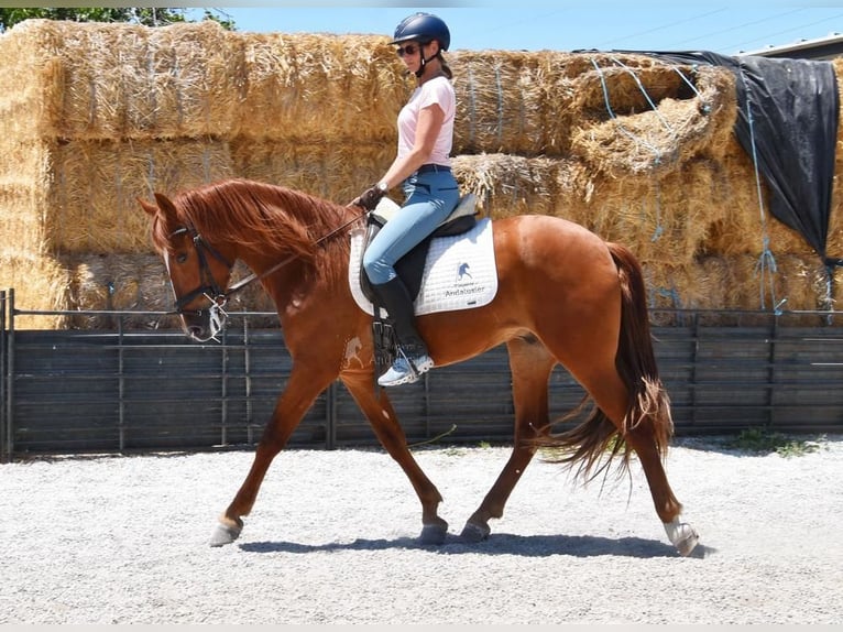 PRE Mix Gelding 4 years Chestnut-Red in Userin