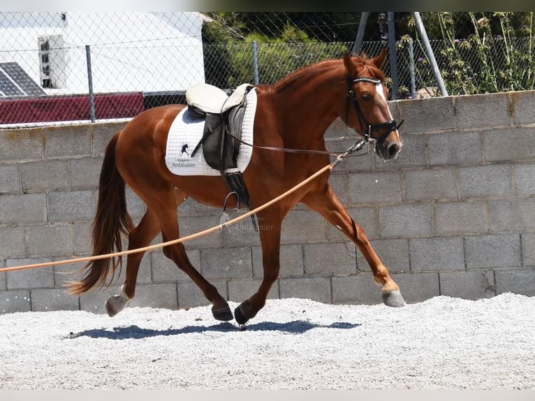 PRE Mix Gelding 4 years Chestnut-Red in Userin
