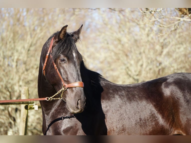 PRE Gelding 4 years in Ourense