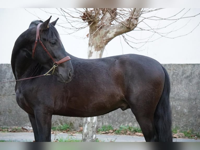 PRE Gelding 4 years in Ourense