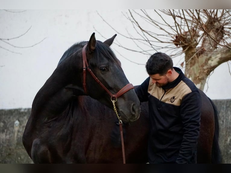 PRE Gelding 4 years in Ourense