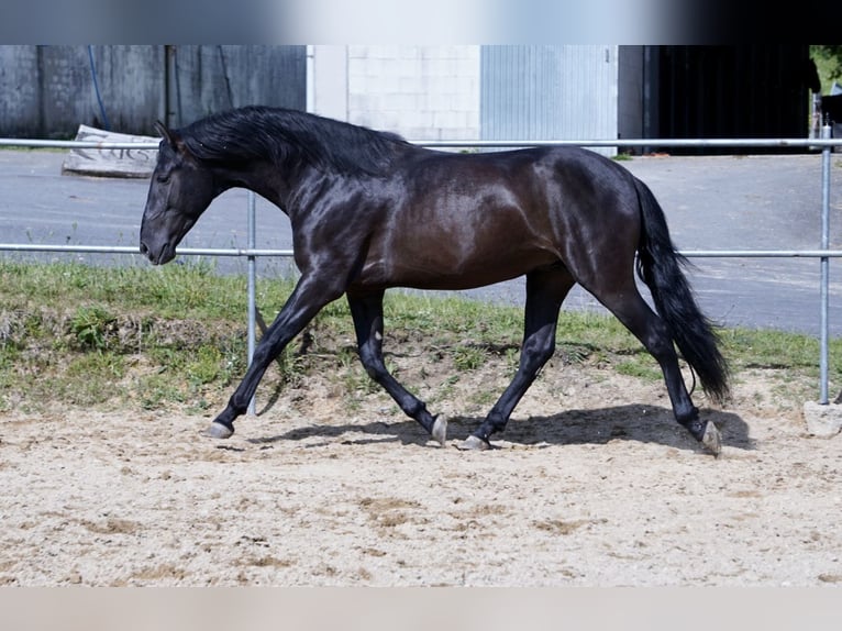 PRE Gelding 4 years in Ourense