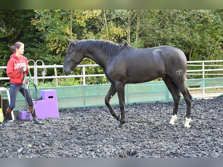 PRE Mix Gelding 4 years in Klettgau