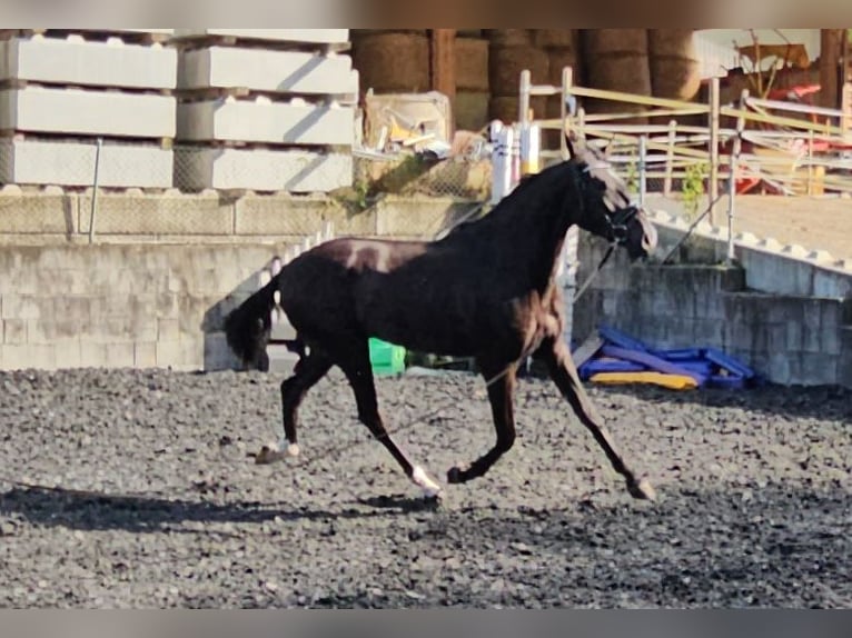 PRE Mix Gelding 4 years in Klettgau