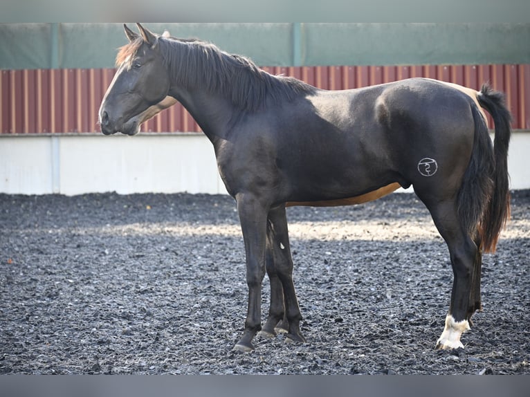PRE Mix Gelding 4 years in Klettgau